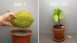 DURIAN TREE Growing From Seed Time Lapse - 120 Days