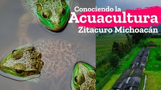 La Acuacultura en Zitacuaro Michoacán, granja de trucha y rana toro en Nemi Natura