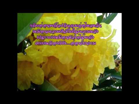 กลอนดอกไม้ ดนตรีบรรเลง ฟังเพลงเพลินๆ