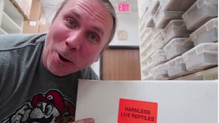 I'M FREAKING OUT! UNBOXING NEW BABY SNAKES! | BRIAN BARCZYK