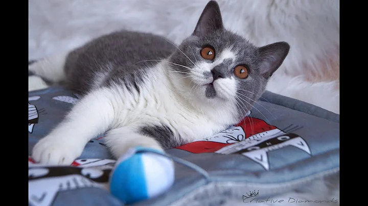 Video 776821: british shorthair bicolor kitten, british shorthair blue kitten, cat born