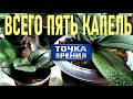 НЕСКОЛЬКО КАПЕЛЬ СОКА ТОЛСТЯНКИ ДЛЯ ВОССТАНОВЛЕНИЯ ОРХИДЕИ! ТОЛСТЯНКА ДЛЯ ПАРФЮМЕРНЫХ ФАБРИК!!