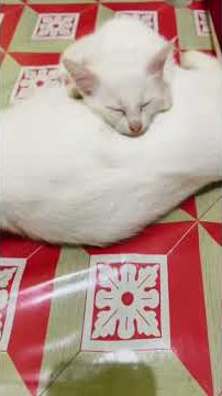 Oneng dan lastri rebahan #pets #funny #kitten #catcomedy #feedshorts #catvideos #lastri #kucingtidur