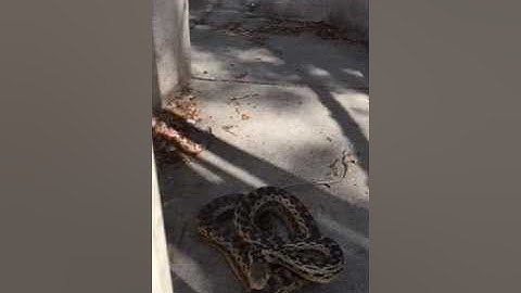 Snake Sounds in slow-mo!