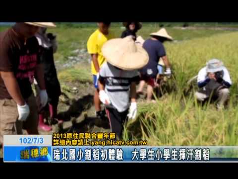 瑞北國小割稻初體驗　大學生小學生揮汗割稻