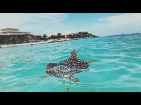 Swimming With The Sea Turtles And Tropical Fish In Mexico Barcelo Swimming With The Sea Turtles And Tropical Fish In Mexico Barcelo Maya Palace Beach Resort Vlog
