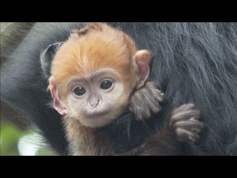 Macaco fofo passando tempo na natureza