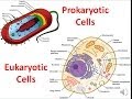 Cellular Complexity: Eukaryotic And Prokaryotic Differences Explained