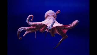 giant pacific octopus swirling off into infinity… (slowed+reverb) - Enter Shikari