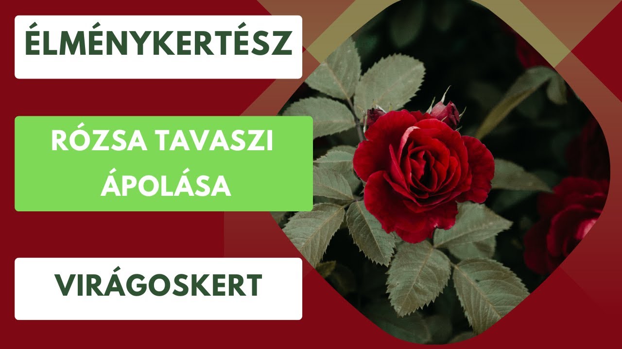 Rózsák tavaszi kezelése🌹