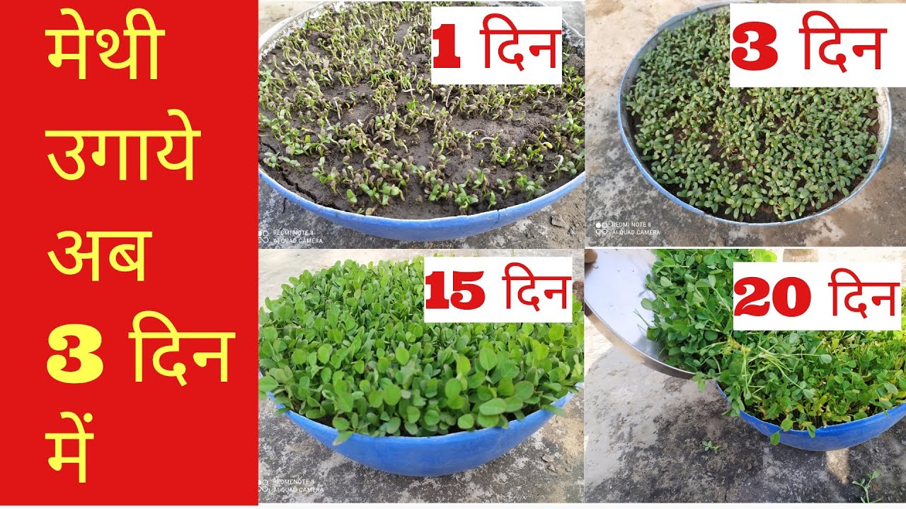 मेथी कैसे उगाये methi ka beej kaise ugaye methi kaise lagaya jata