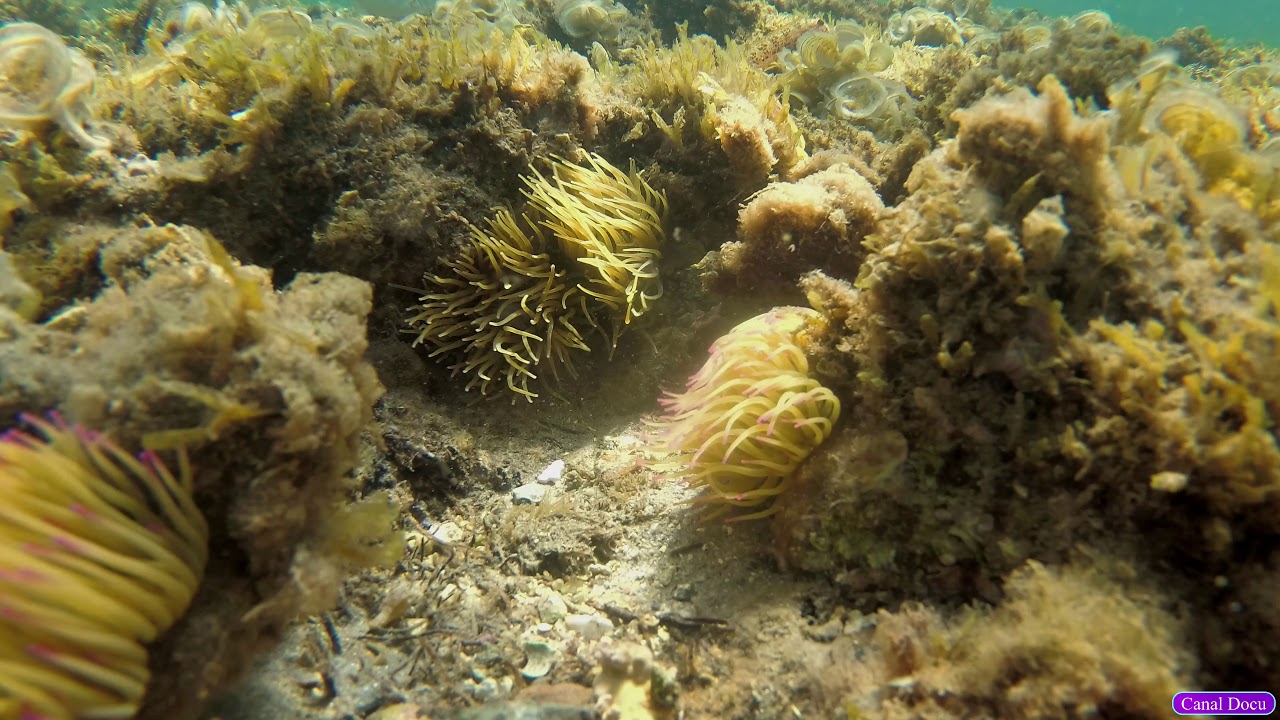 La ribera de la Algaida Roquetas de mar 4k