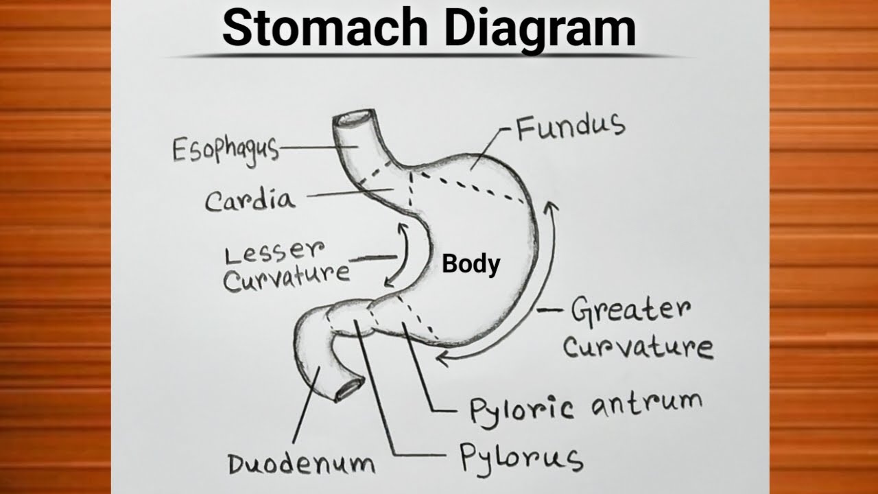 How to Draw Stomach Diagram Easily / Stomach Drawing Easy Step by step / Diagram