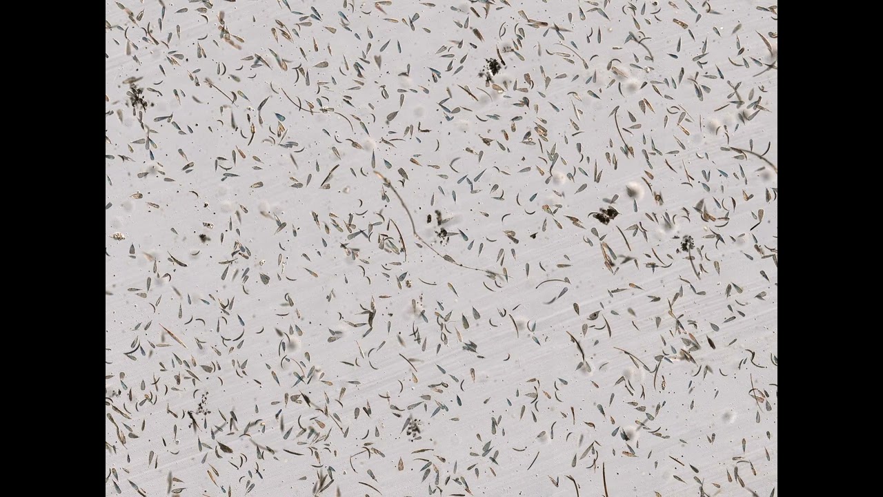 Where Mosquitoes Came From