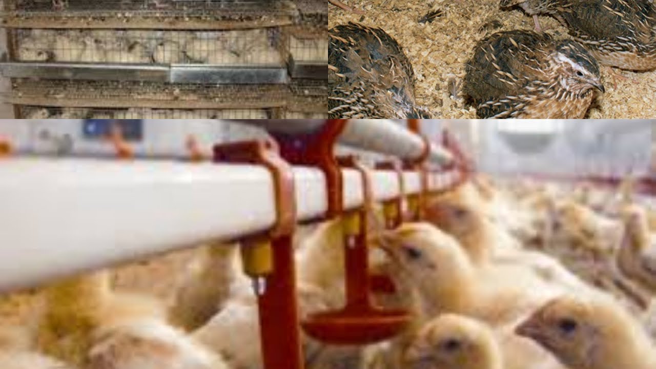 Helyzetjelentés- Fürj tenyésztés,hol tartok 2024.Október.05