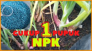 Cara dan Dosis Pemberian Pupuk NPK Untuk Tanaman Bawang Merah di Polybag