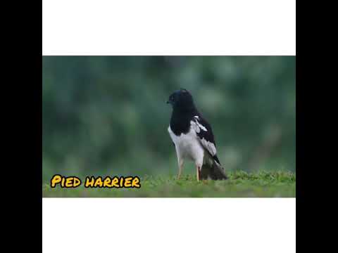 Burung Pied Harrier