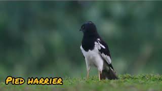 Download Lagu Burung Pied Harrier MP3