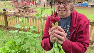 I GREW Radishes!! Lets Have Salad for Lunch
