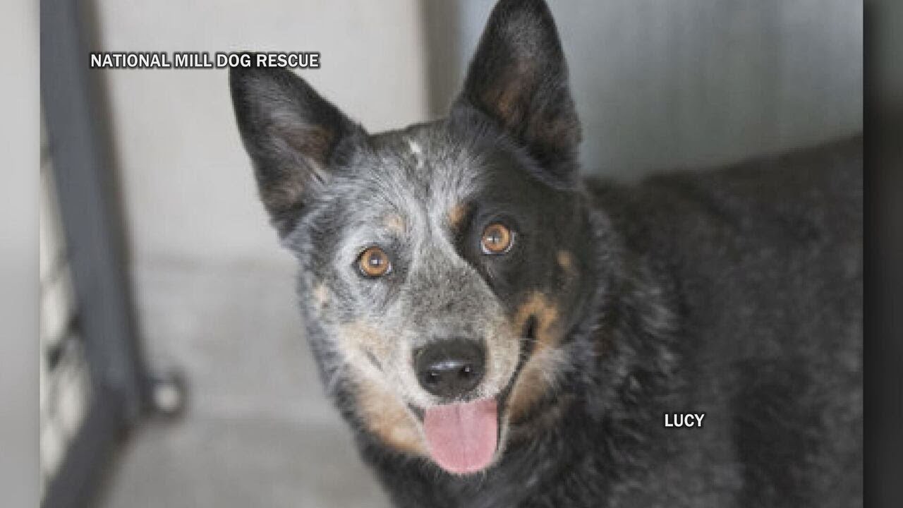 Come meet your new best friend! Major pet expo and adoption event in Colorado Springs