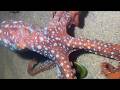 Diving under the sea to catch eels, crabs and sea cucumbers | Part 248-2