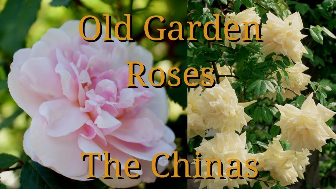 Old Garden Roses: The Chinas - YouTube