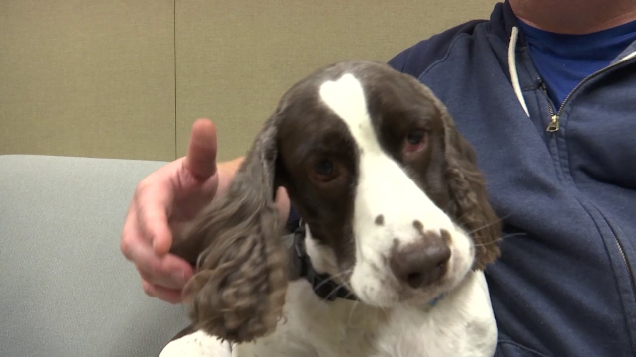 K9 and Handler Get Near Perfect Score at Training YouTube