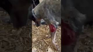 PUMMELED By Motorist, Dog's CRUEL Owner DUMPED Him On The Street To Fend For Himself… [STORY BELOW]