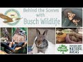 ERM Virtual Field Trip: Behind the Scenes with Busch Wildlife