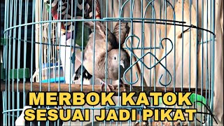Merbok Kampung Katok Suara Pikat TERBAIK - Pancingan Perkutut Lokal Gacor Paling Ampuh