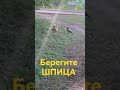 Ворона напала на овчарку #жесть