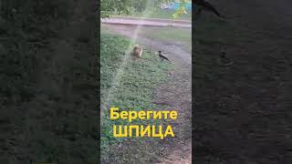 Ворона напала на овчарку #жесть