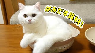 寒い季節はやっぱり猫鍋で決まり！