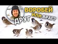 Зачем кормить воробьёв? // Китайский опыт борьбы с воробьями