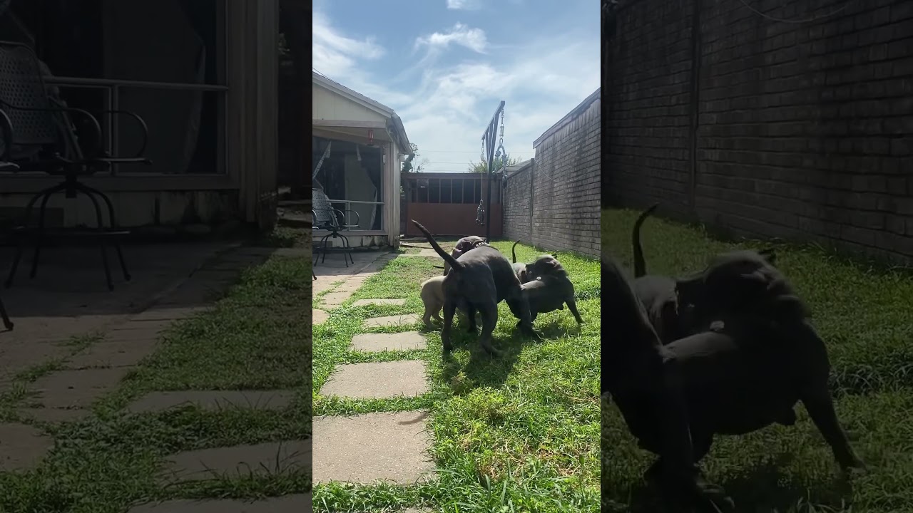 American Bully puppies available,ABKC and UKC registered😈 