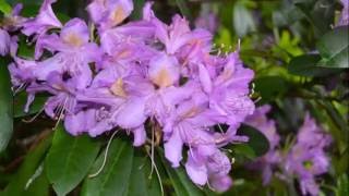 Download Lagu Beautiful anacheed - Your morning is paradise MP3