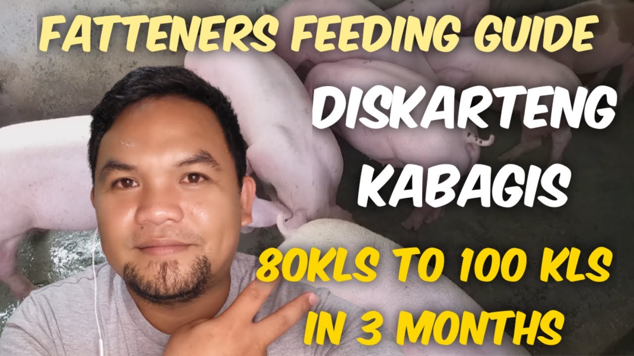 FEEDING GUIDE FOR FATTENERS | OBSERVATION AND ADJUSTMENT LANG PALA PIGFARMING KABAGISVLOGS