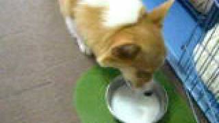 ヤギミルクうまー。