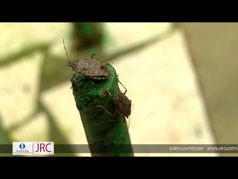 აზიური ფაროსანას გავრცელების არეალი საქართველოში