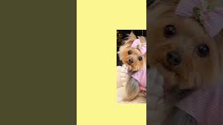 Blonde, Skinny, Rich, 🐕 🎀 #horridhenry #FBFanimation #cute