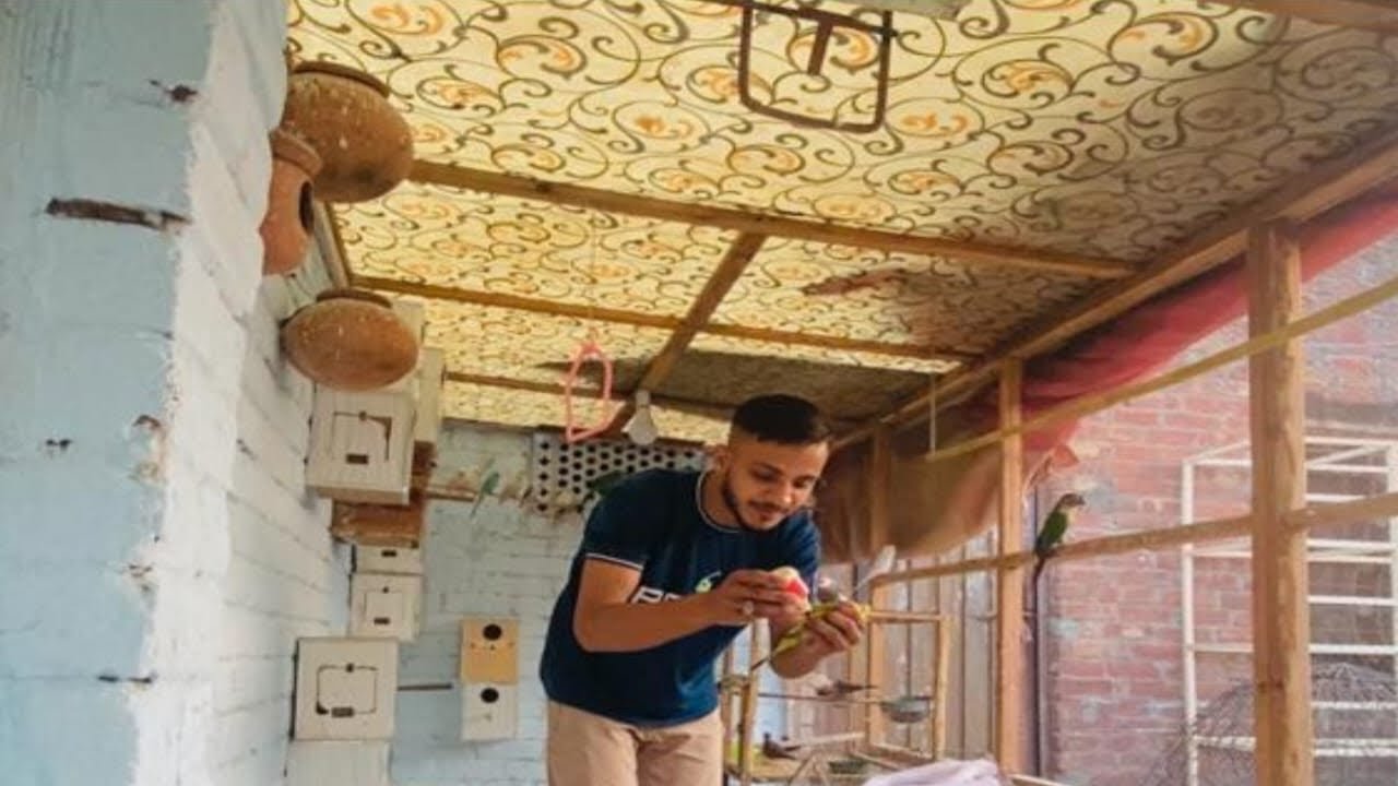 Australian Parrot Ko Rescue Kiya⛑️