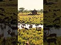 wild life animals#WildlifeDocumentary#Nature4K#WildAnimals#DroneFootage#JungleLife#Animal