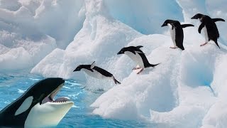 Penguin Fail - Best Bloopers from Penguins Spy in the Huddle (Waddle all the Way)