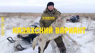 охота на Волка в Казахстане 2023.#охотанаволков#wolfhunting