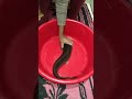 صراعى معا سمك القراميط وذبحه صراعى معا سمك القراميط وذبحه