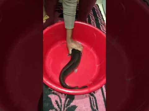 صراعى معا سمك القراميط وذبحه