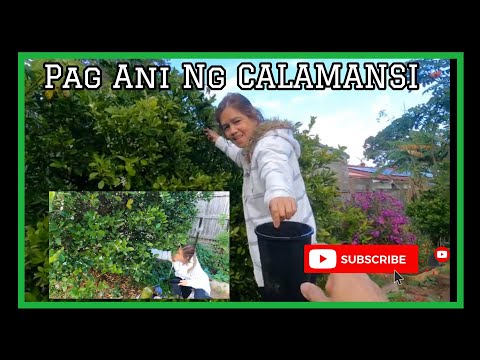Video: Pag-aani Ng Ubas: Ano At Saan Iimbak Ang Ani?