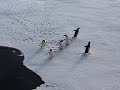 Пингвины гуляют по льду и прыгают в море в Антарктиде.