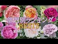 【部門別ランキング🌹】見た目、育てやすさ、香り、おしゃれ、難しさランキング