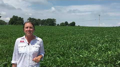 Entering the 2020 Soybean Yield Contest